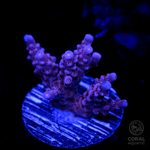 ミドリイシ (Fireworks Acropora Frag) - コーラルアクアティック