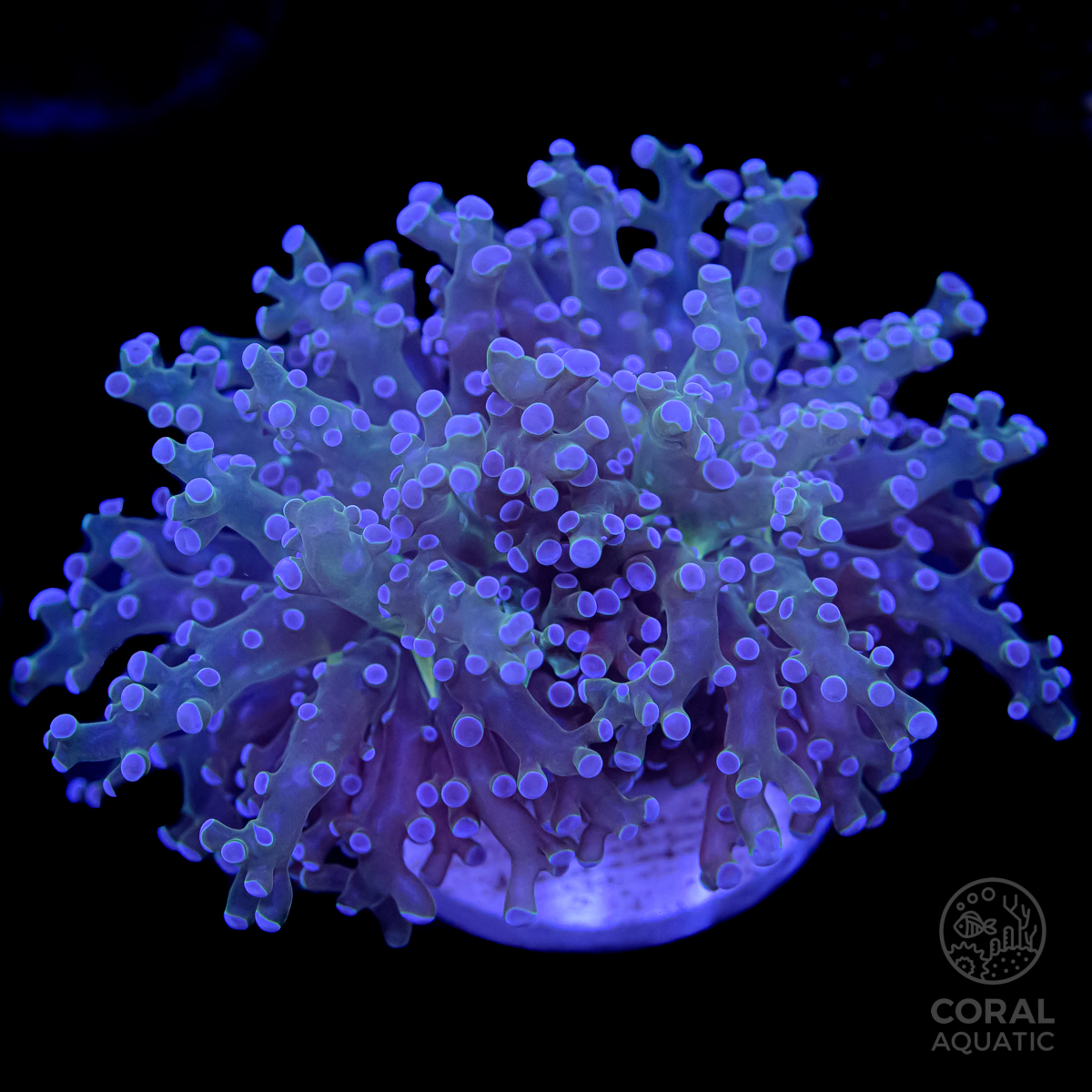 タコアシサンゴ Blue Tip Frogspawn Coral コーラルアクアティック