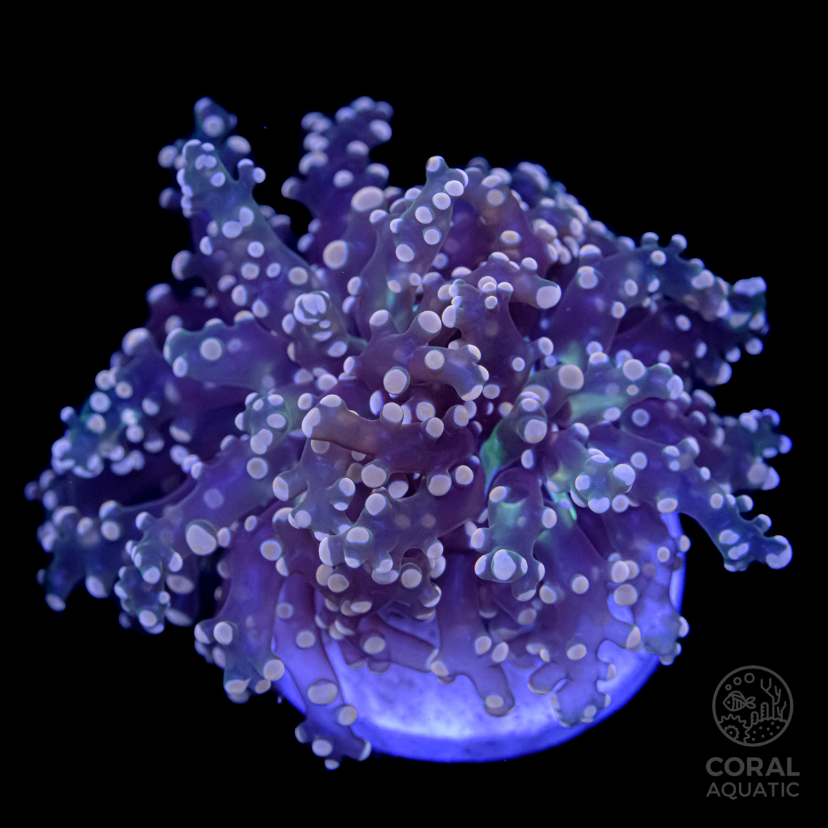 タコアシサンゴ Pink Tip Frogspawn Coral コーラルアクアティック