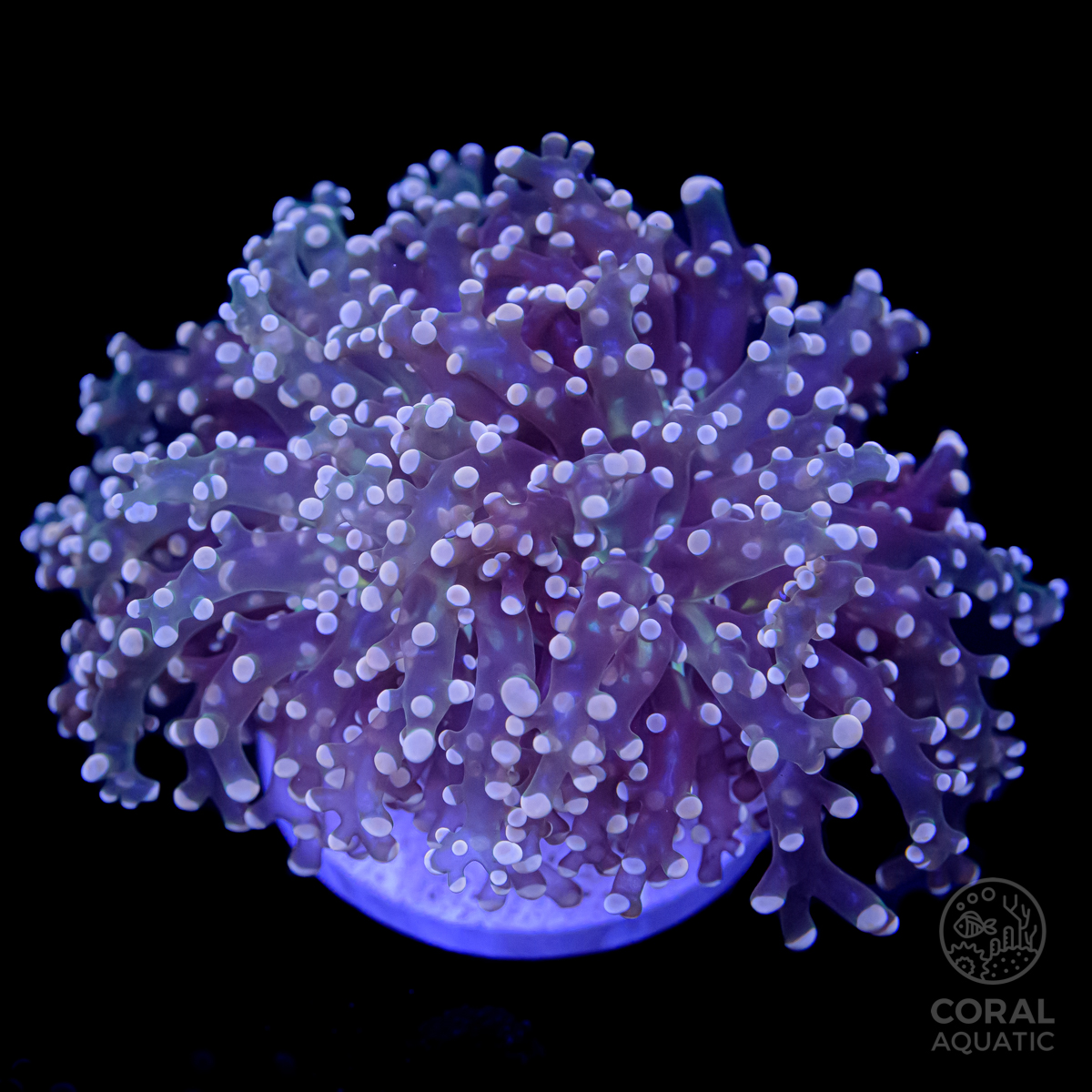 タコアシサンゴ Pink Tip Frogspawn Coral コーラルアクアティック