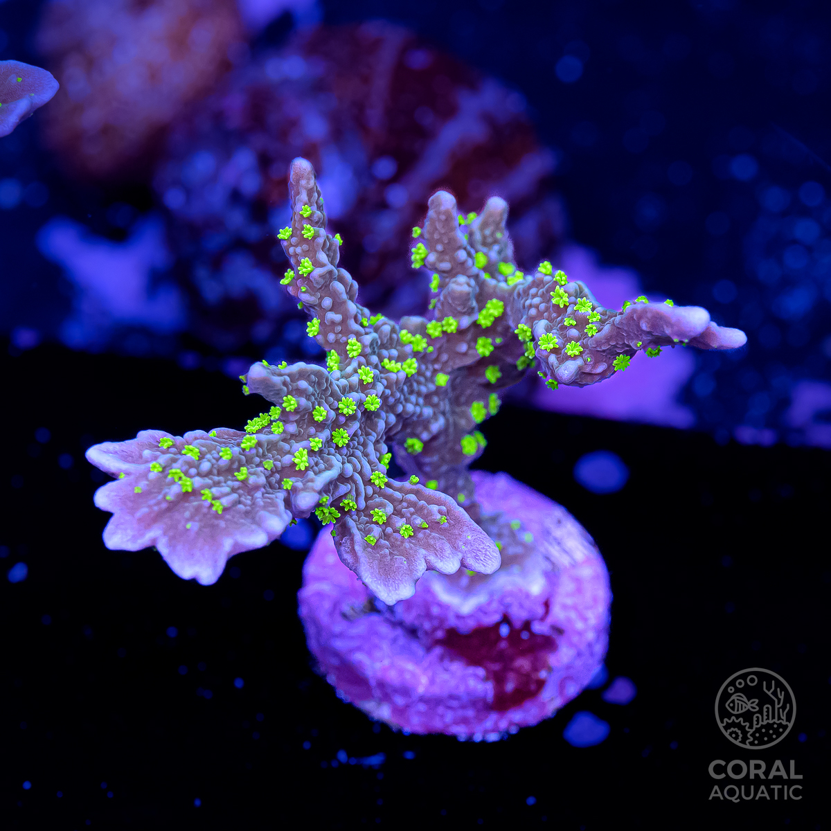 メデューサコモンサンゴ (Montipora Hirsuta Coral) - コーラルアクアティック