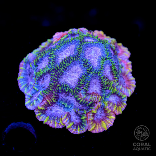 エダコモンサンゴ (Bubblegum Montipora Digitata) - コーラルアクアティック