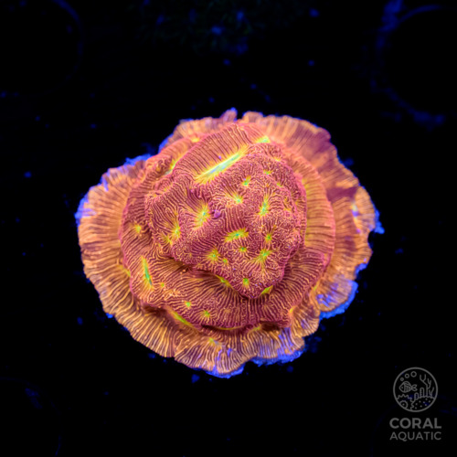 エダコモンサンゴ (Bubblegum Montipora Digitata) - コーラルアクアティック