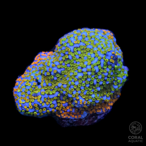 ウスコモンサンゴ (Red Montipora Capricornis) - コーラル