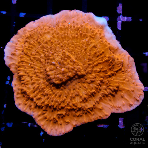 ウスコモンサンゴ RedとGreen 7X3,5cm ウスコモンサンゴ RedとGreen 7X3,5cm Montipora-Digitata_Red_01-