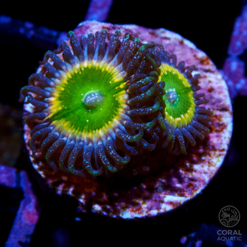 マメスナ (Rasta Zoanthid) - コーラルアクアティック