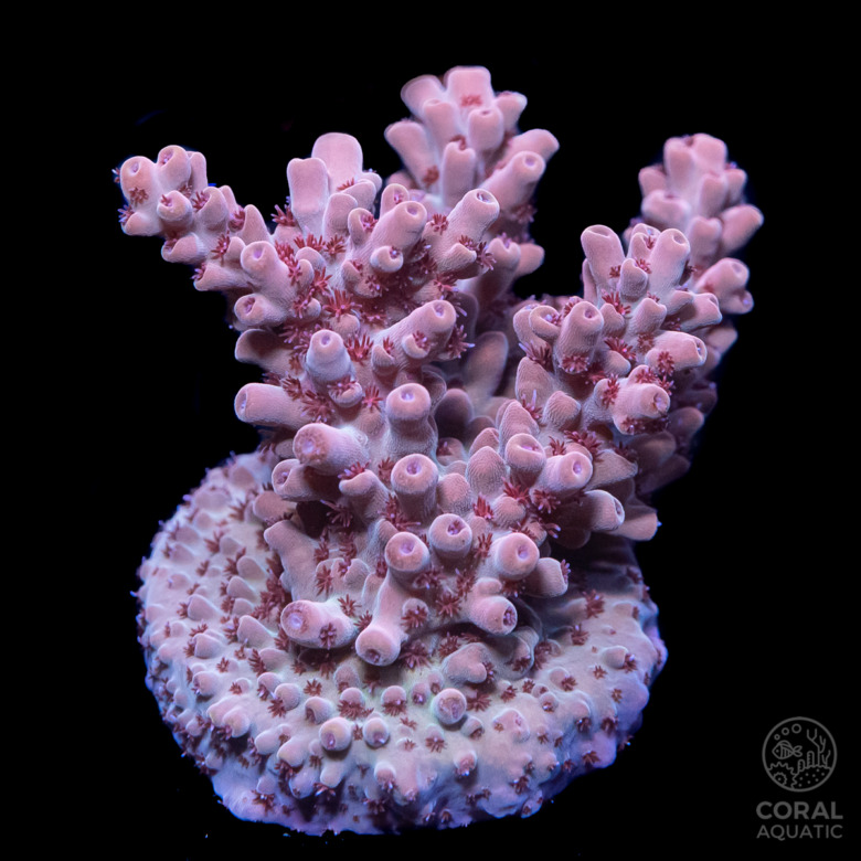 ミドリイシ フラグ (Acropora Frag) - コーラルアクアティック