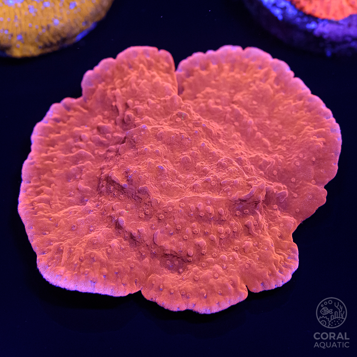 ウスコモンサンゴ (Red Montipora Cap) - コーラルアクアティック