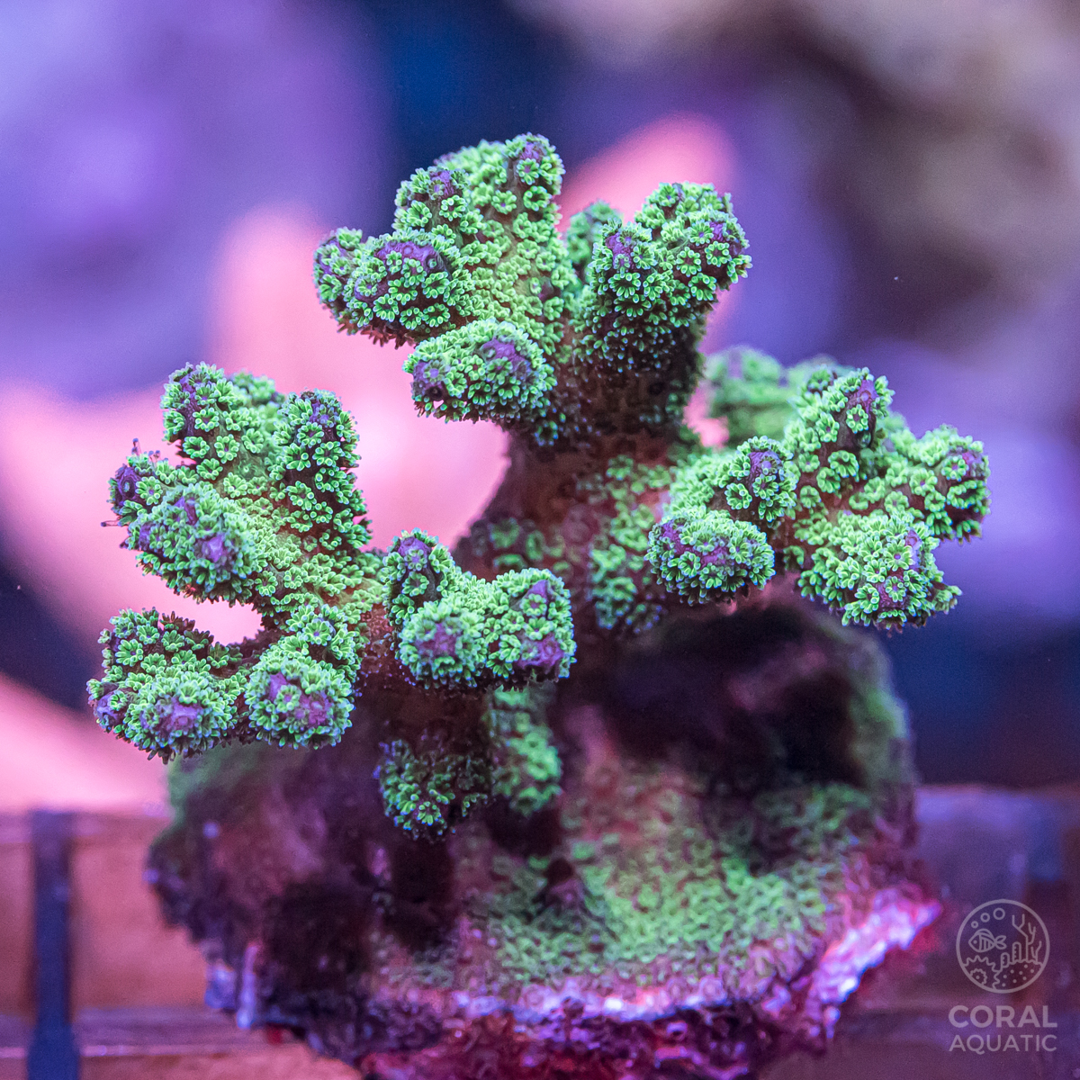 ハナヤサイサンゴ (Green Pocillopora) - コーラルアクアティック