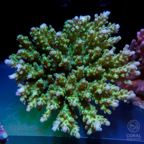 ミドリイシ (Fireworks Acropora Frag) - コーラルアクアティック